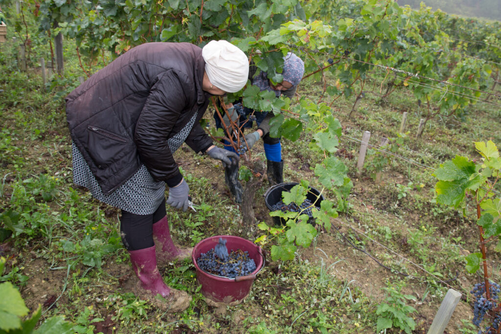 reportage photo vendanges chateau medoc